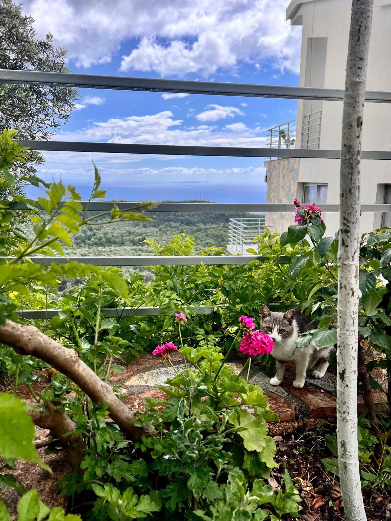 Vuno Vila Tatjana 게스트하우스 외부 사진